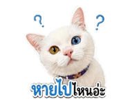 842877714