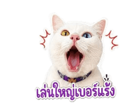 842877715