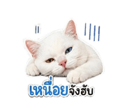 842877716