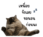 842881635