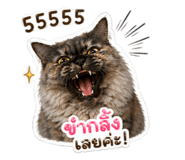 842881656