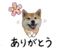 842884052