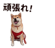 842884067