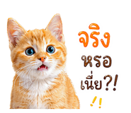 842885437