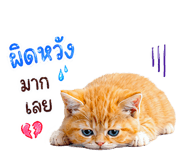 842885755