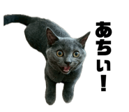 842886868