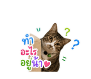 842887402