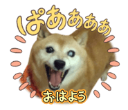 842894625