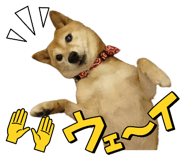 842894626