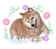 842894628