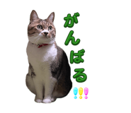 842896006