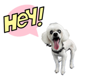 842896271