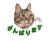842896673
