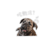 842911221
