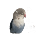 842911945