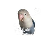 842911946
