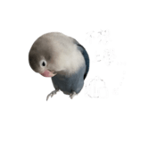 842911947