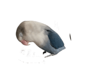 842911954