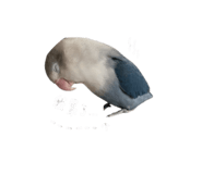 842911959