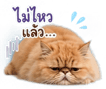 842914623