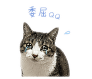 842923244