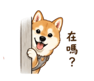 842923355