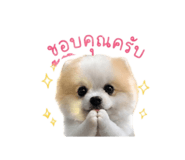 842927562