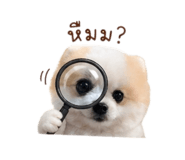 842927568
