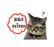 842928002