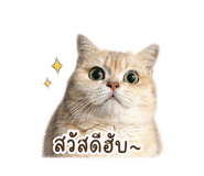 842928537