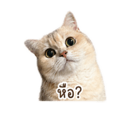 842928538