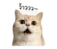 842928543