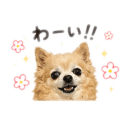 842933877