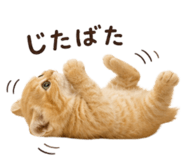 842939458