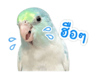842945084