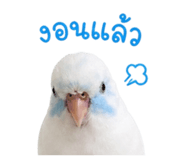 842945211