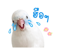 842945212