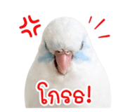 842945217