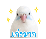 842945219