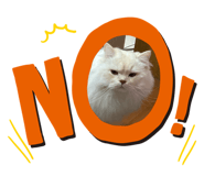 842946584