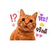 842946972