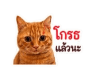 842946974