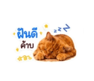 842946981