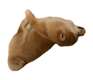 842947880