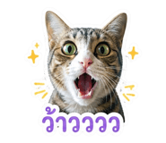 842948093