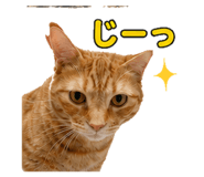 842955416