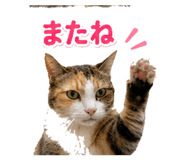 842955423
