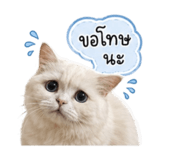 842955767