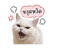 842955768