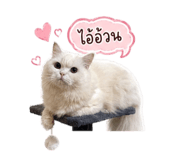 842955775